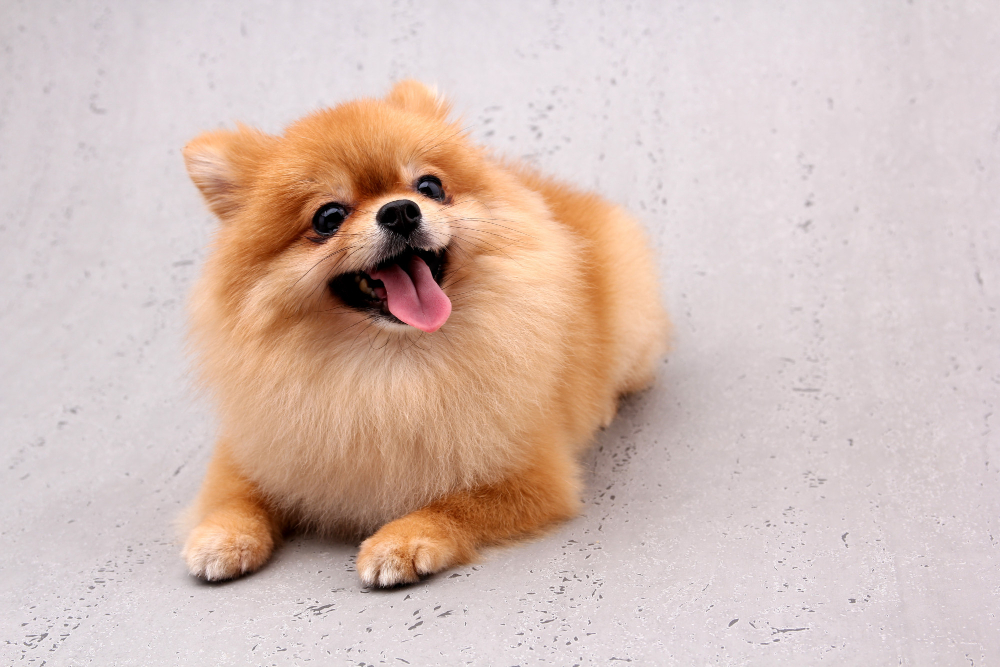 Valor de um lulu da pomerania, imagem com o lulu deitado e com a lingua pra fora